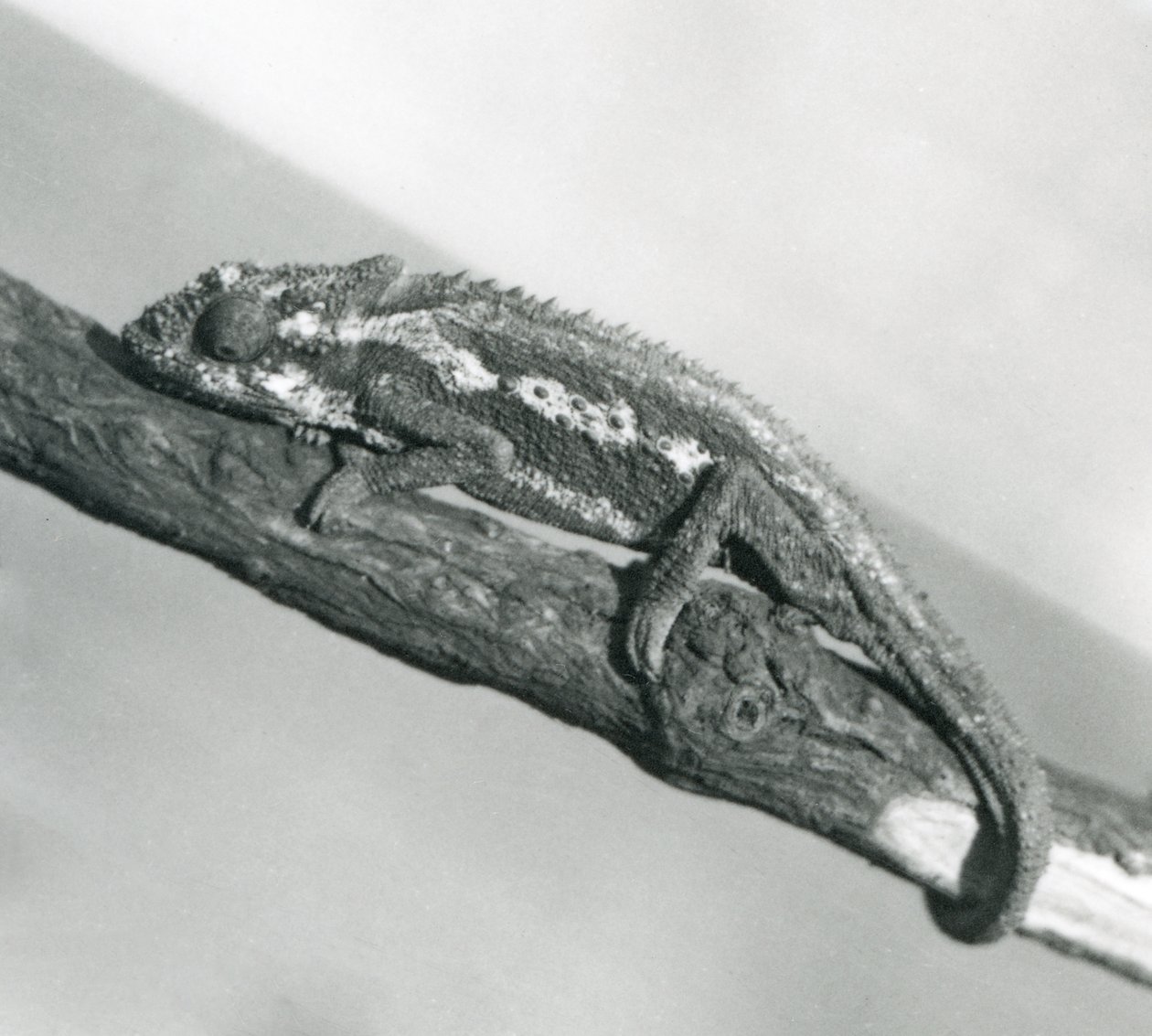 Chameleon kapský, který se drží větve, Londýnská zoo, 1927 od Frederick William Bond