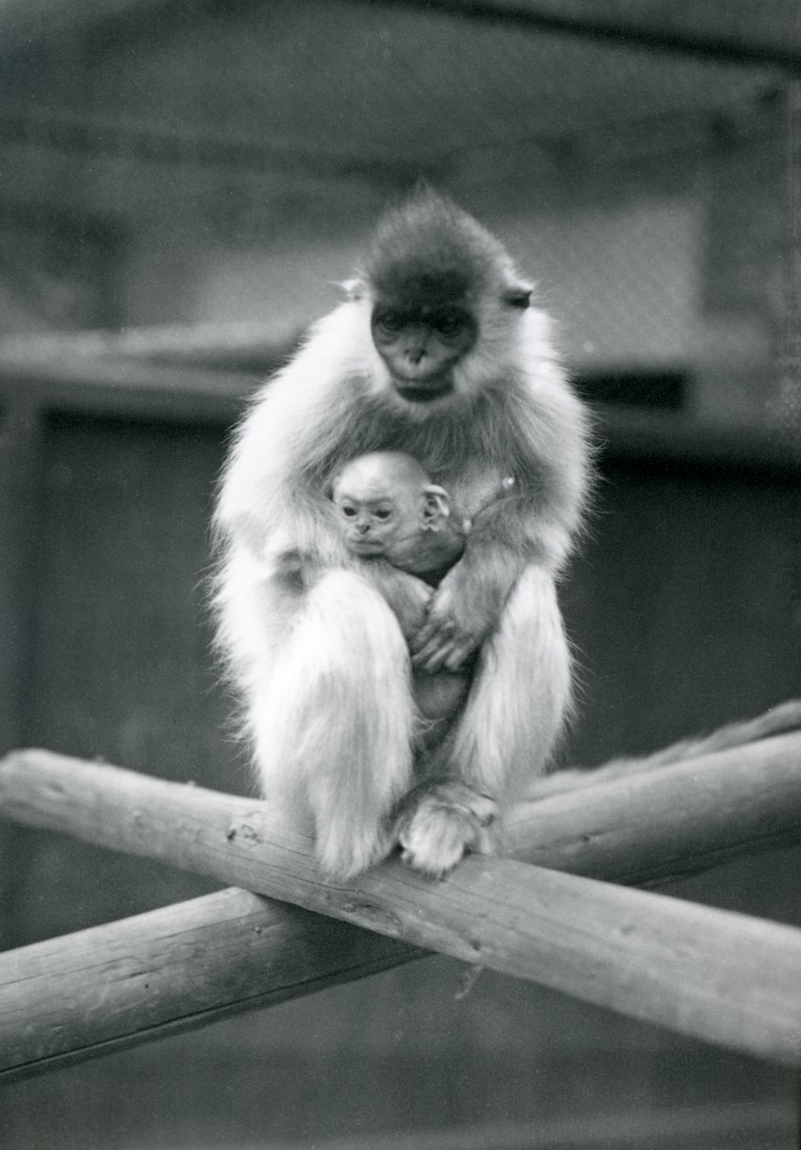 Capted Langur drží dítě, zatímco sedí na trámu. Londýnská zoologická zahrada, 6. října 1913 od Frederick William Bond