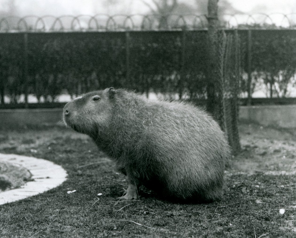 Kapybara sedící ve svém výběhu v londýnské zoo v srpnu 1927 od Frederick William Bond