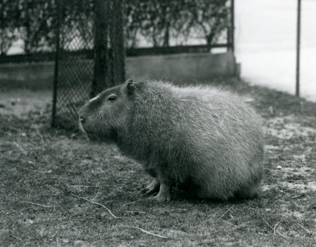 Kapybara sedící ve svém výběhu v londýnské zoo v červnu 1927 od Frederick William Bond
