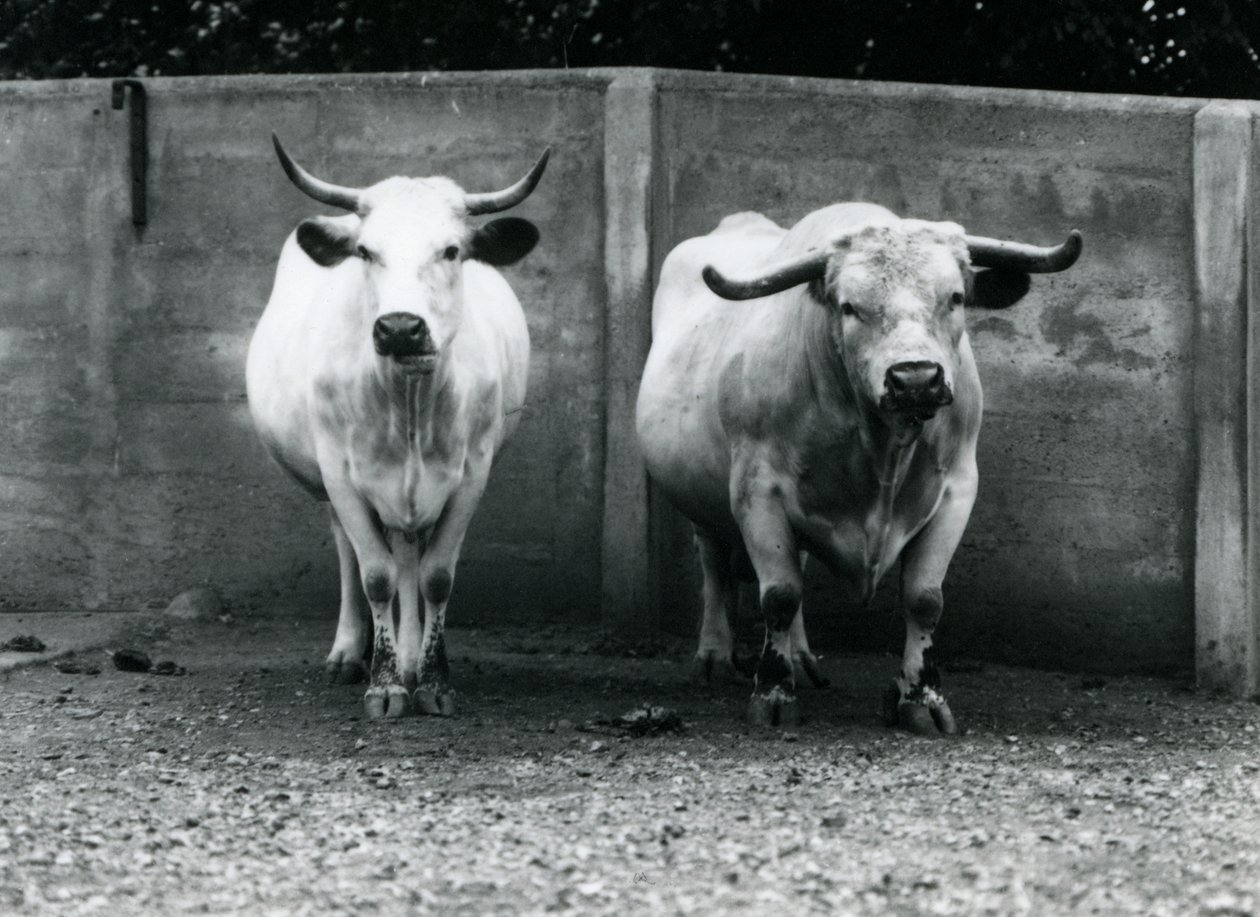 Chartley Bull and Cow v londýnské zoo, červenec 1924 od Frederick William Bond