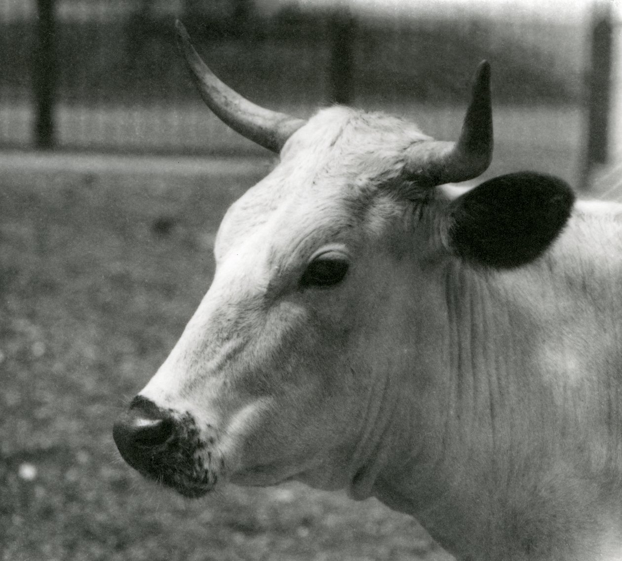 A Chartley Cow v londýnské zoo, červenec 1924 od Frederick William Bond
