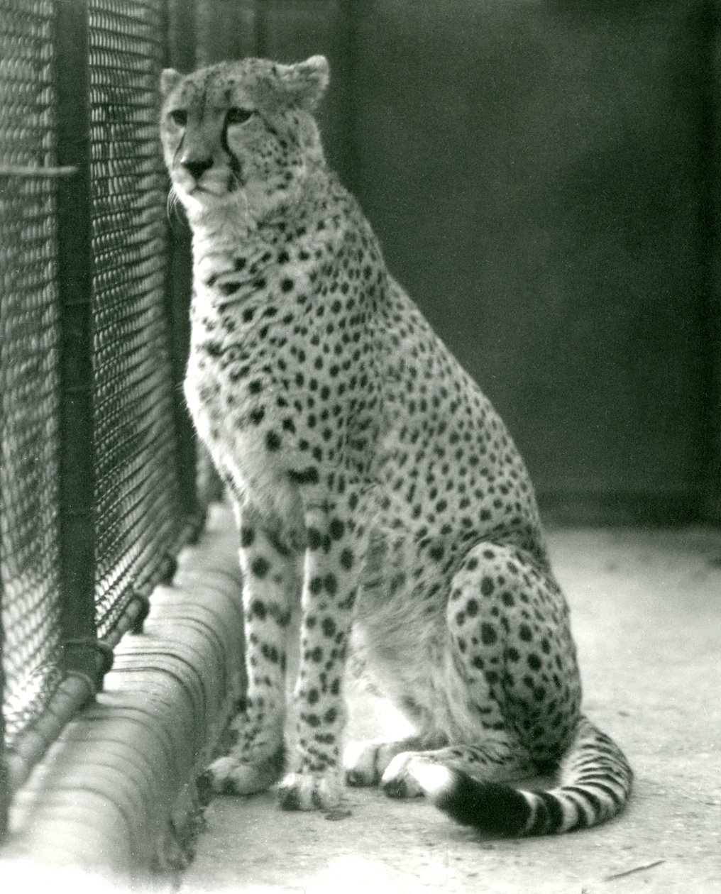 Gepard sedící ve svém výběhu v londýnské zoo, říjen 1924 od Frederick William Bond