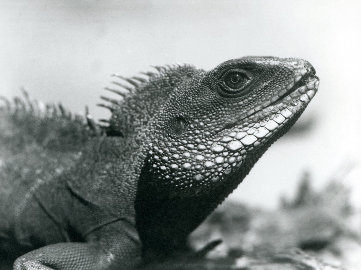 Čínský/asijský/thajský/zelený vodní drak v londýnské zoo v srpnu 1928 (černobílá fotografie) od Frederick William Bond