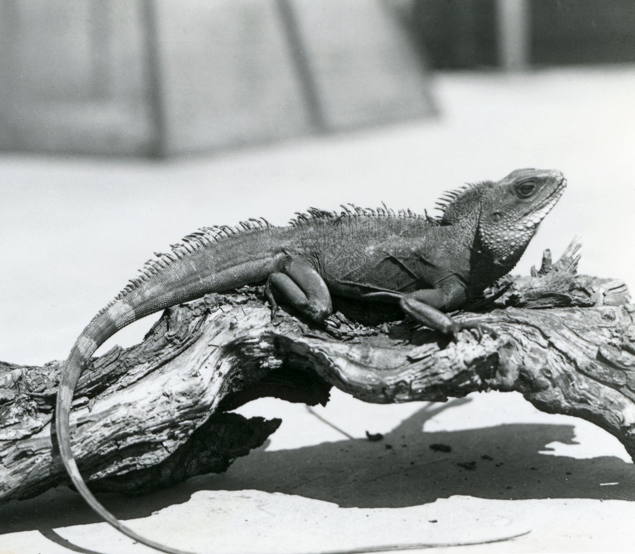 Čínský/asijský/thajský/zelený vodní drak spočívající na kládě v londýnské zoo v roce 1928 (černobílá fotografie) od Frederick William Bond