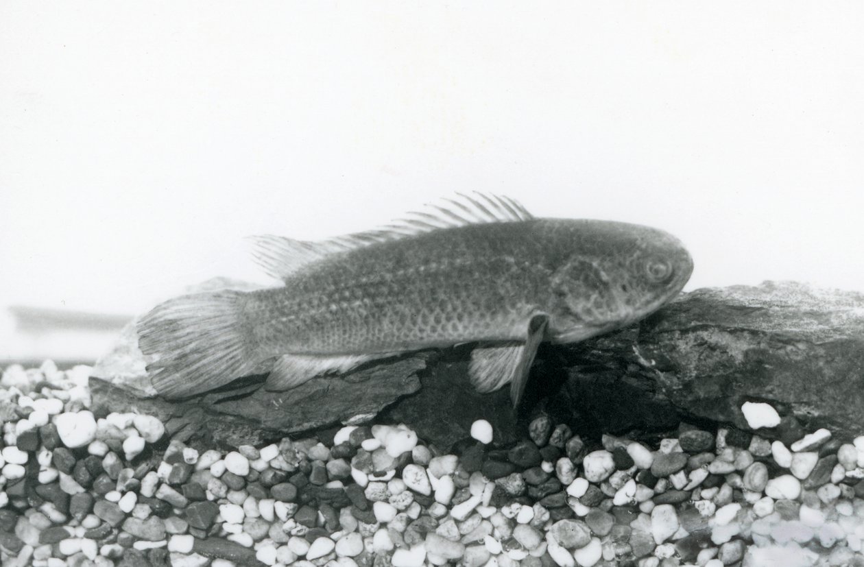 Lezecký okoun spočívající na kamenech a štěrku na dně své nádrže ve vodě v londýnské zoo v září 1928 od Frederick William Bond