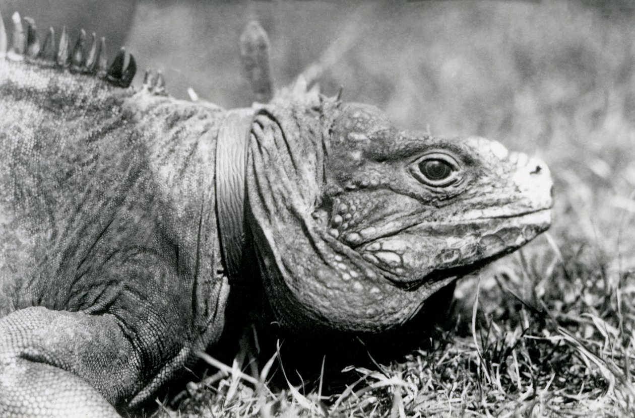 Obláčkový skalní leguán Metuzalém, s obojkem, procházející se po trávníku v londýnské zoo, červenec 1924 od Frederick William Bond