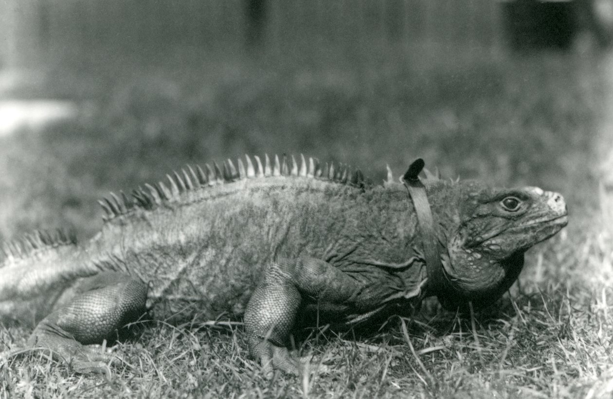Iguana Clouded Rock s obojkem, procházející se po trávníku v londýnské zoo, červenec 1924 od Frederick William Bond