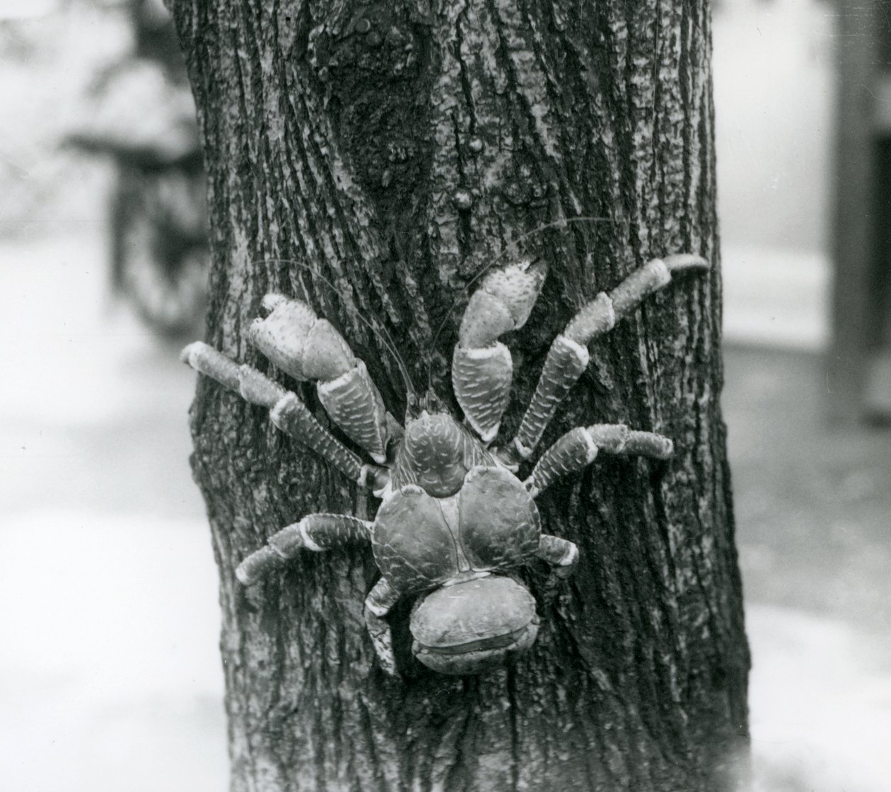 Krab CoconutRobber lezoucí na strom, Londýnská zoo, 1927 od Frederick William Bond