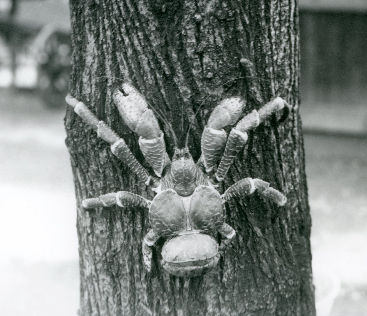 Krab kokosový, nebo Krab lupič, lezoucí na strom, Londýnská zoo, červenec 1927 od Frederick William Bond