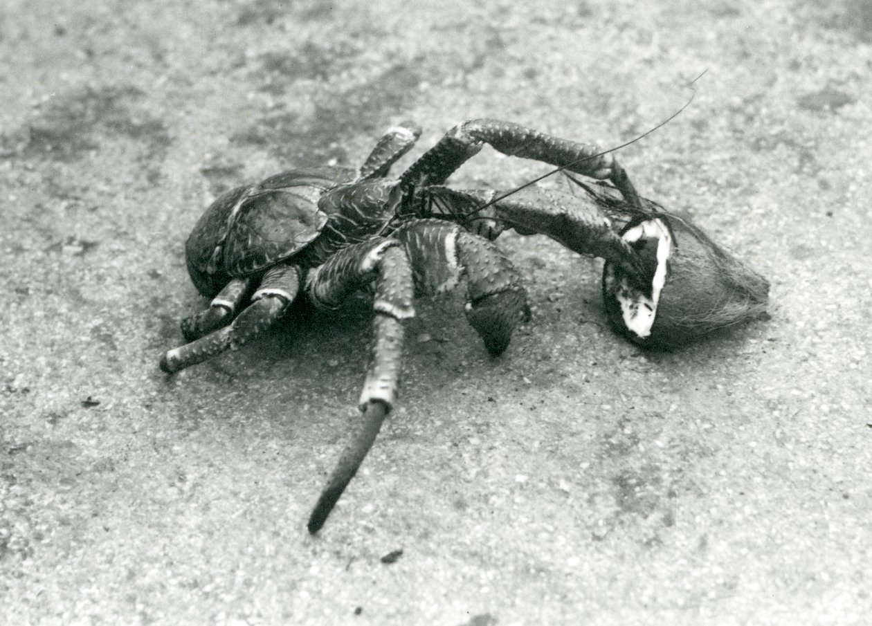 Kokos, nebo loupežný krab, živící se kokosem, Londýnská zoo, červenec 1927 od Frederick William Bond