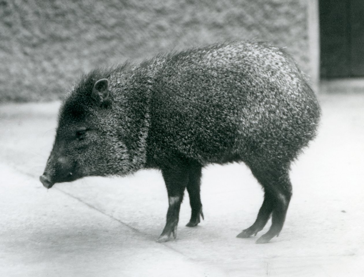 Peccary obojkové v londýnské zoo, 1927 od Frederick William Bond