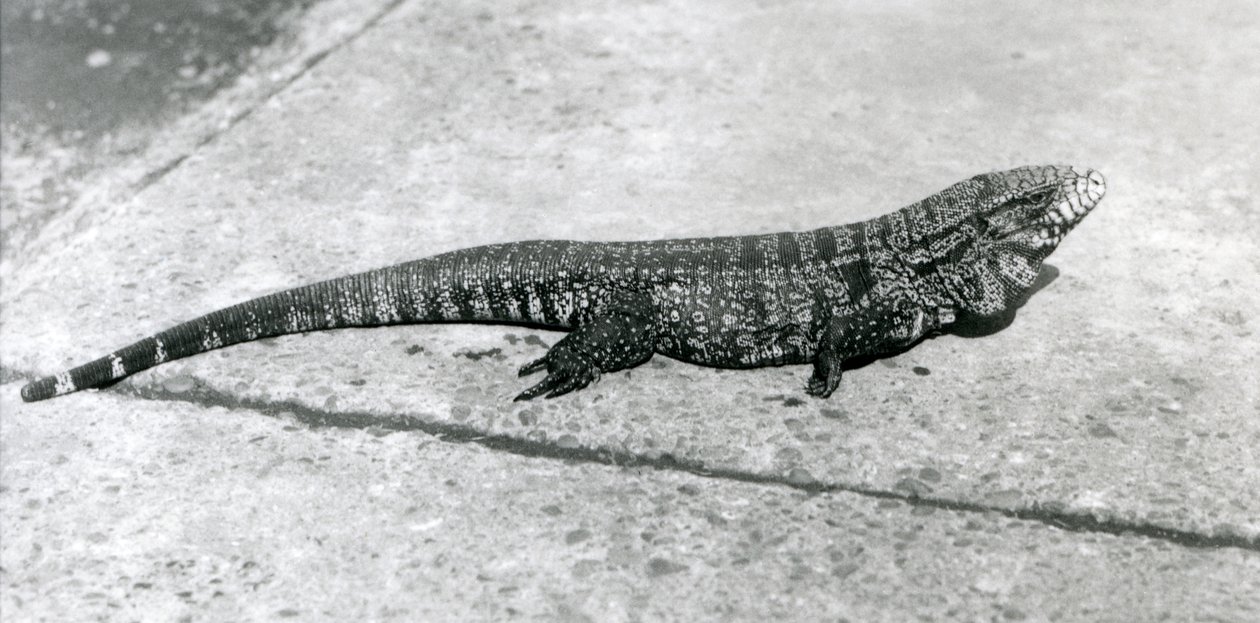 CommonGoldGoldenBlackColumbian Tegu nebo Tiger Lizard v londýnské zoo v srpnu 1926 od Frederick William Bond