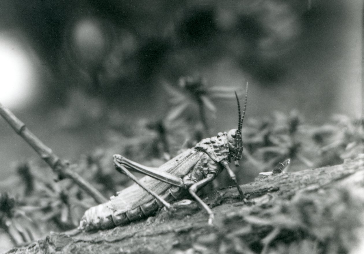 A Common Milkweed Locust v londýnské zoo, květen 1927 od Frederick William Bond