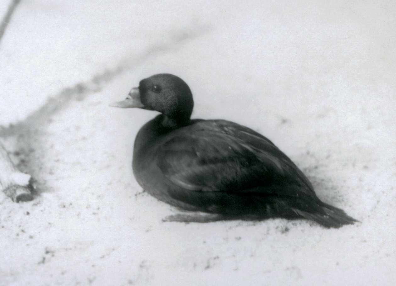 Scoter obecný v londýnské zoo v roce 1925 od Frederick William Bond