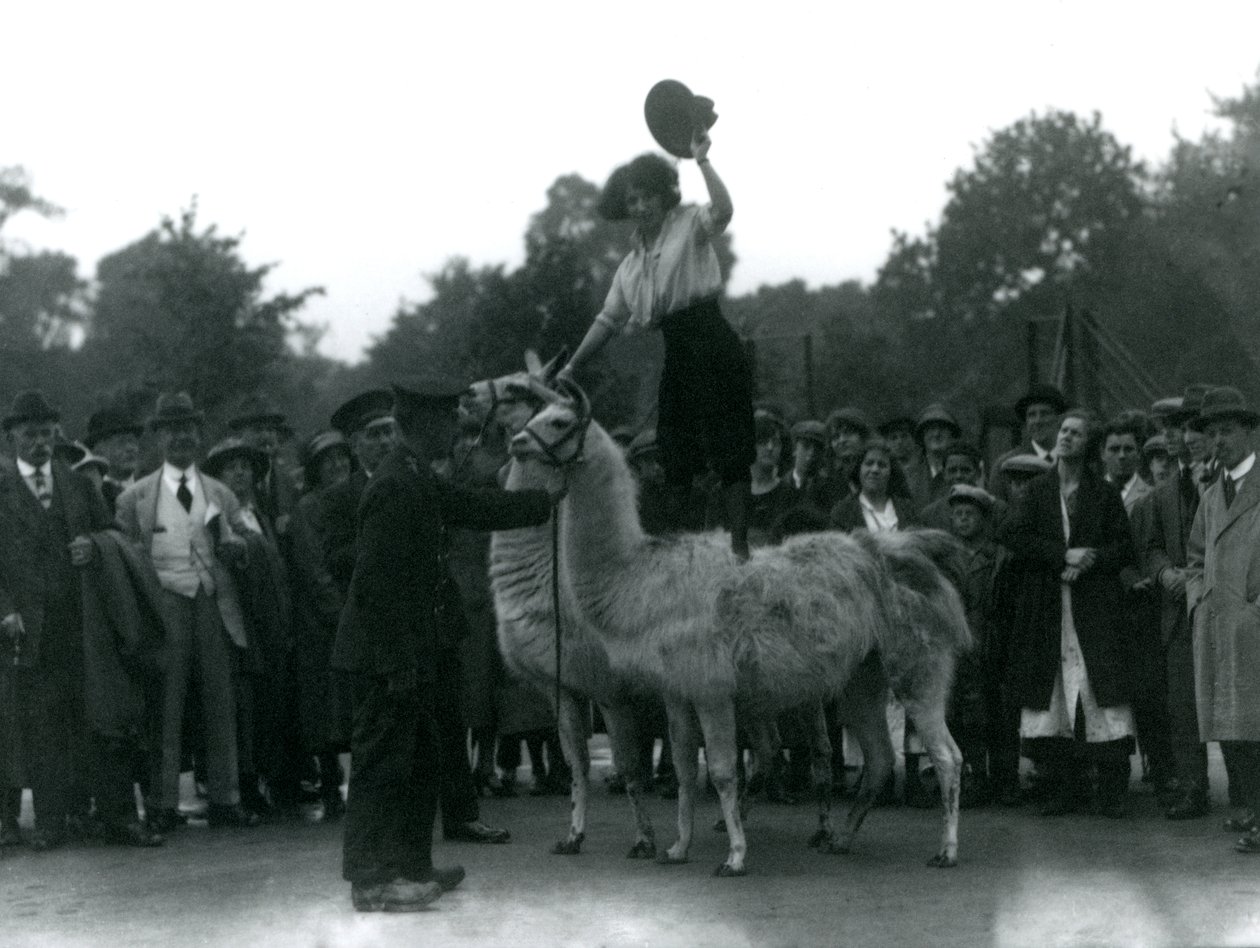 Cowgirl stojí obkročmo na dvou lamách během návštěvy londýnské zoo v roce 1924 od Frederick William Bond