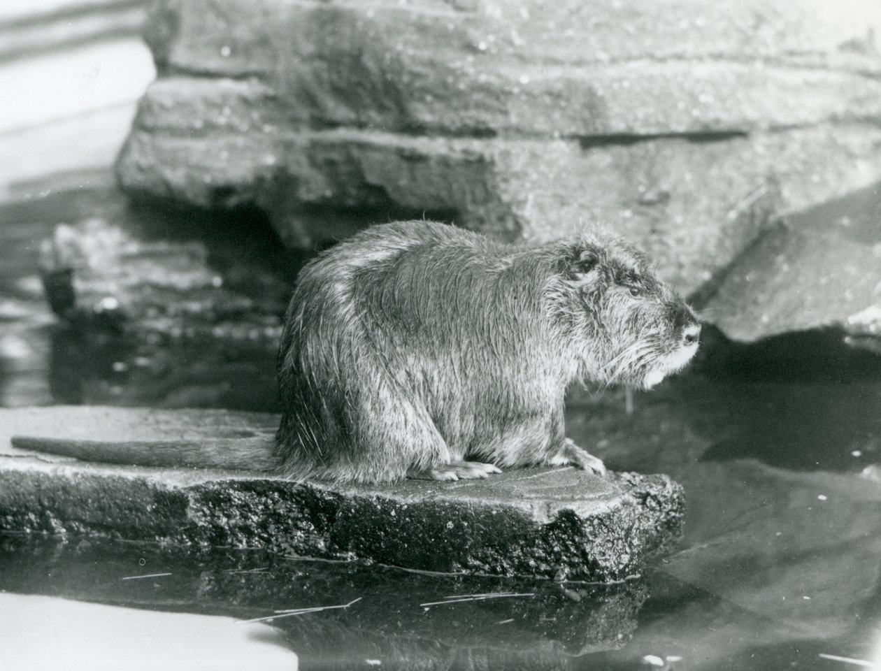 Nutrie sedící na skalnaté římse v bazénu v jeho výběhu v londýnské zoo, únor 1928 (černobílá fotografie) od Frederick William Bond