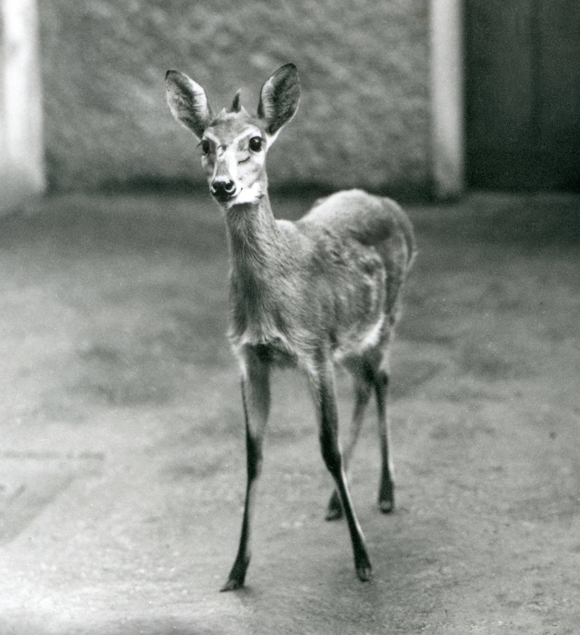 Crowned SahelWest African Bush Duiker v londýnské zoo v srpnu 1927 od Frederick William Bond