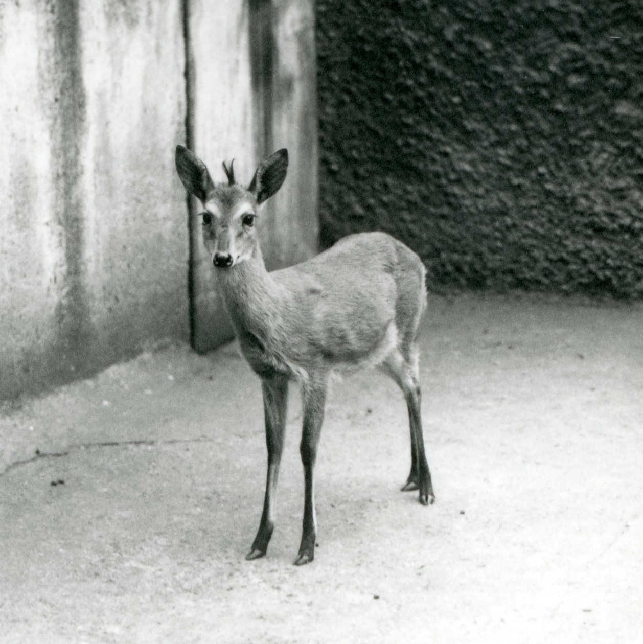 Crowned SahelWest African Bush Duiker v londýnské zoo v srpnu 1927 od Frederick William Bond