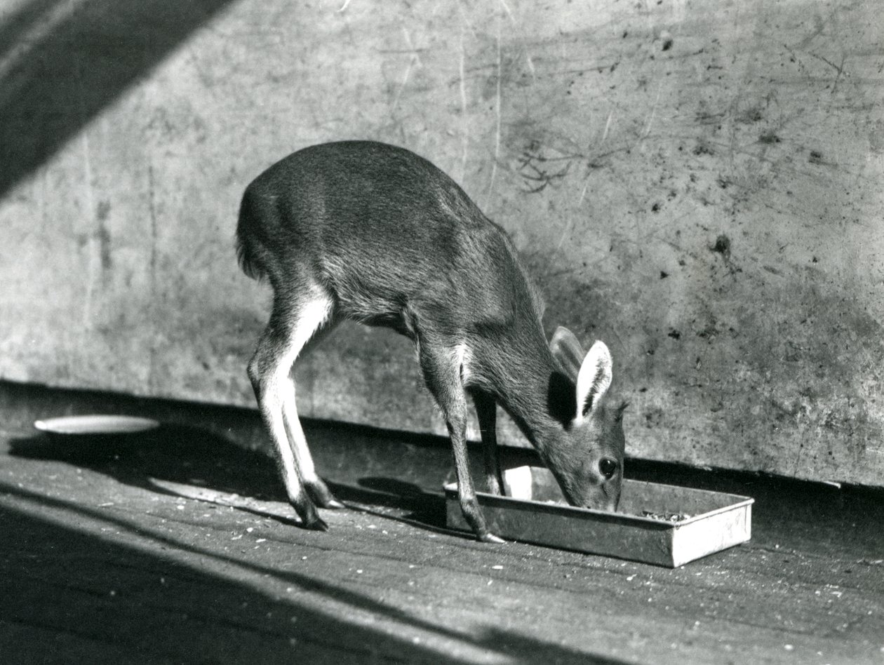 Kalous krmící se z podnosu na zemi, Londýnská zoo, červenec 1925 od Frederick William Bond