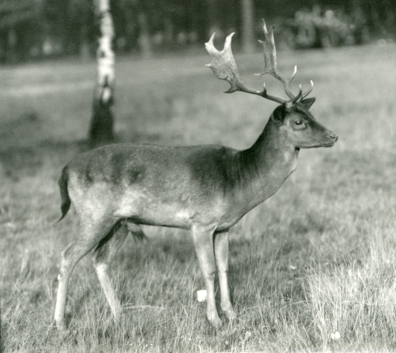 Daněk jelen v londýnské zoo v říjnu 1924 od Frederick William Bond