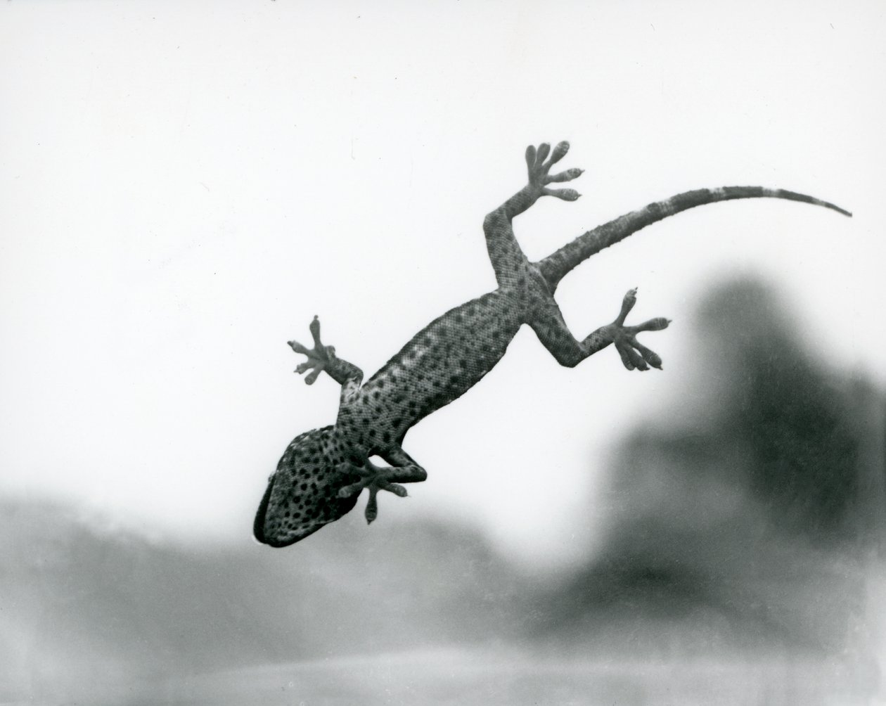 Gecko viděné zespodu, jak šplhá po skle, ukazuje své specializované polštářky, Londýnská zoo, srpen 1928 (černobílá fotografie) od Frederick William Bond