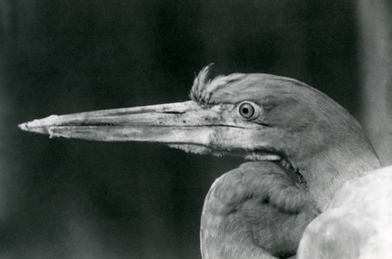 Volavka Goliášová v londýnské zoo v roce 1924 od Frederick William Bond