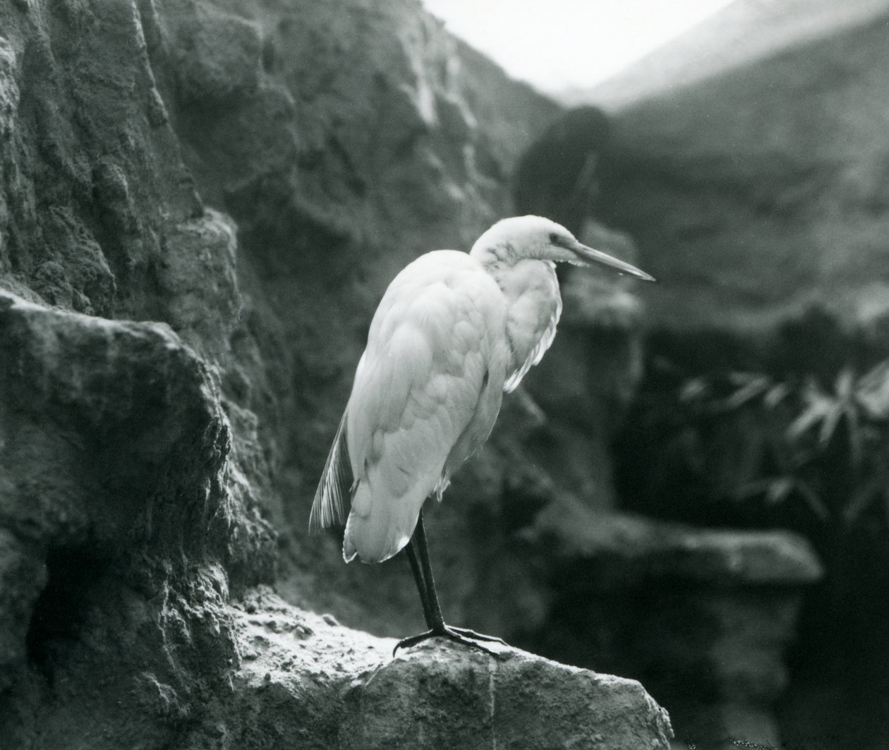 Volavka obecná nebo volavka bílá stojící na skále v londýnské zoo v září 1927 od Frederick William Bond