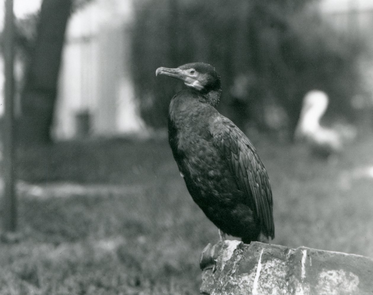 Kormorán velký v londýnské zoo v září 1927 od Frederick William Bond