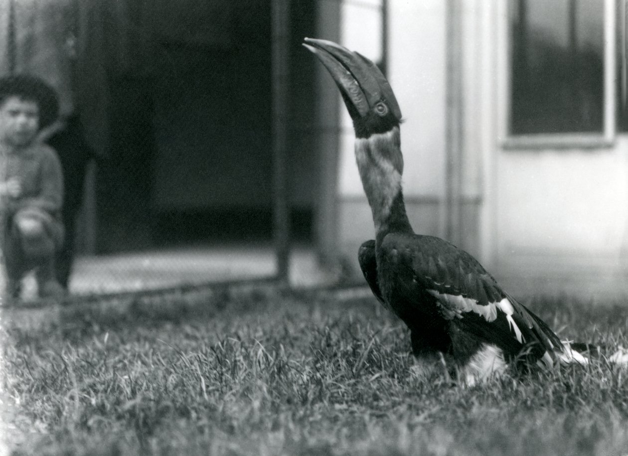 Zoborožec velký se dívá vzhůru, zatímco stojí na trávě ve své voliéře, zatímco v pozadí se dívá malý chlapec, Londýnská zoo, 1924. od Frederick William Bond