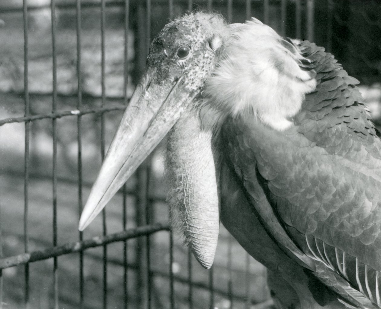 Velký adjutant čáp v londýnské zoo v červenci 1925 od Frederick William Bond