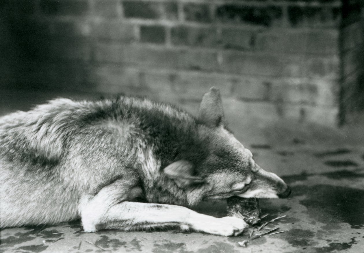 GreyTimber Wolf ležící k jídlu v londýnské zoo v roce 1927 od Frederick William Bond
