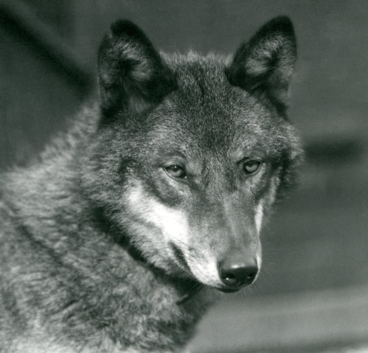 Šedý vlk v londýnské zoo, 1925 od Frederick William Bond