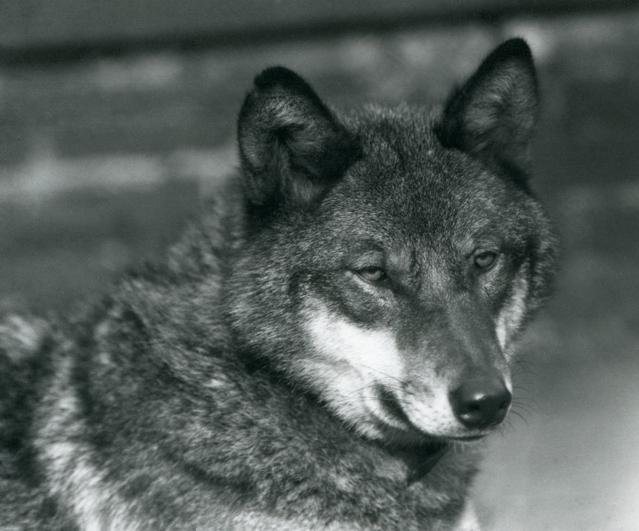 Šedý vlk v londýnské zoo, 1925 od Frederick William Bond