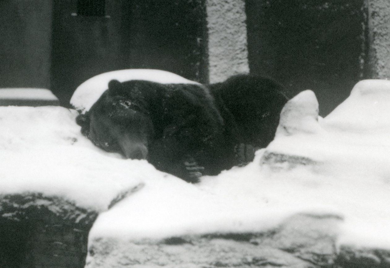 Medvěd grizzly spící ve sněhu, Londýnská zoo, 1924 od Frederick William Bond