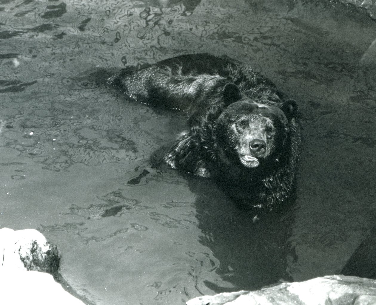 Medvěd grizzly se koupe ve svém bazénu v londýnské zoo v roce 1924 od Frederick William Bond