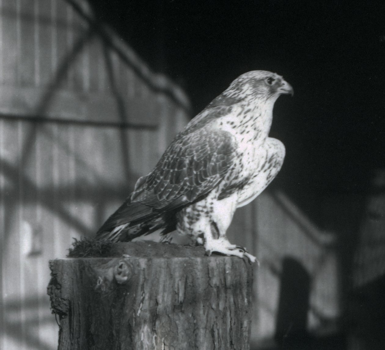 Gyrfalcon odpočívá na kládě, Londýnská zoo, prosinec 1925 od Frederick William Bond
