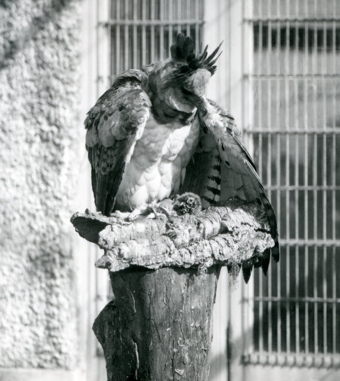 Harpyje orel v londýnské zoo, duben 1914 od Frederick William Bond