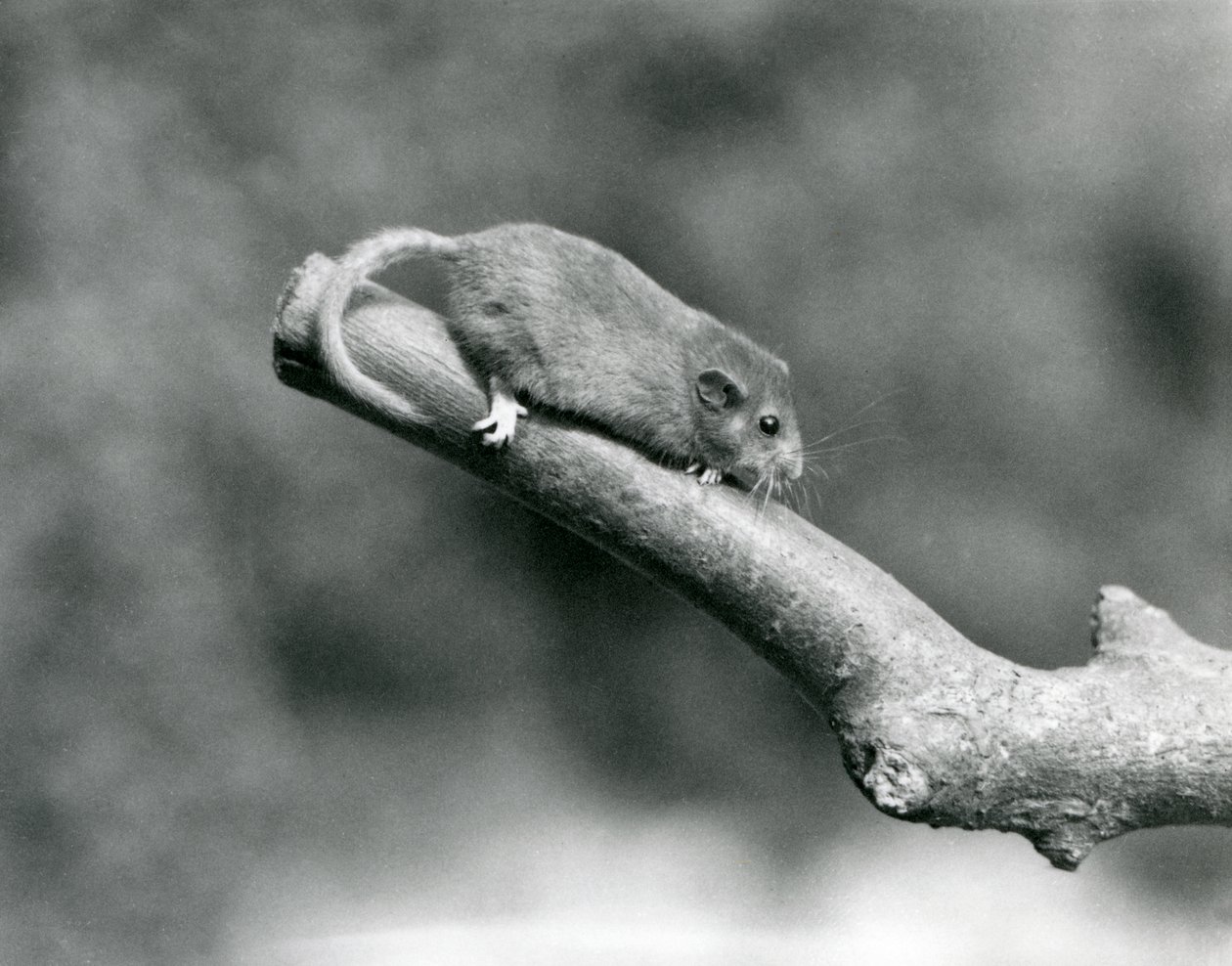 Hazel/Common plch na větvi, London Zoo od Frederick William Bond