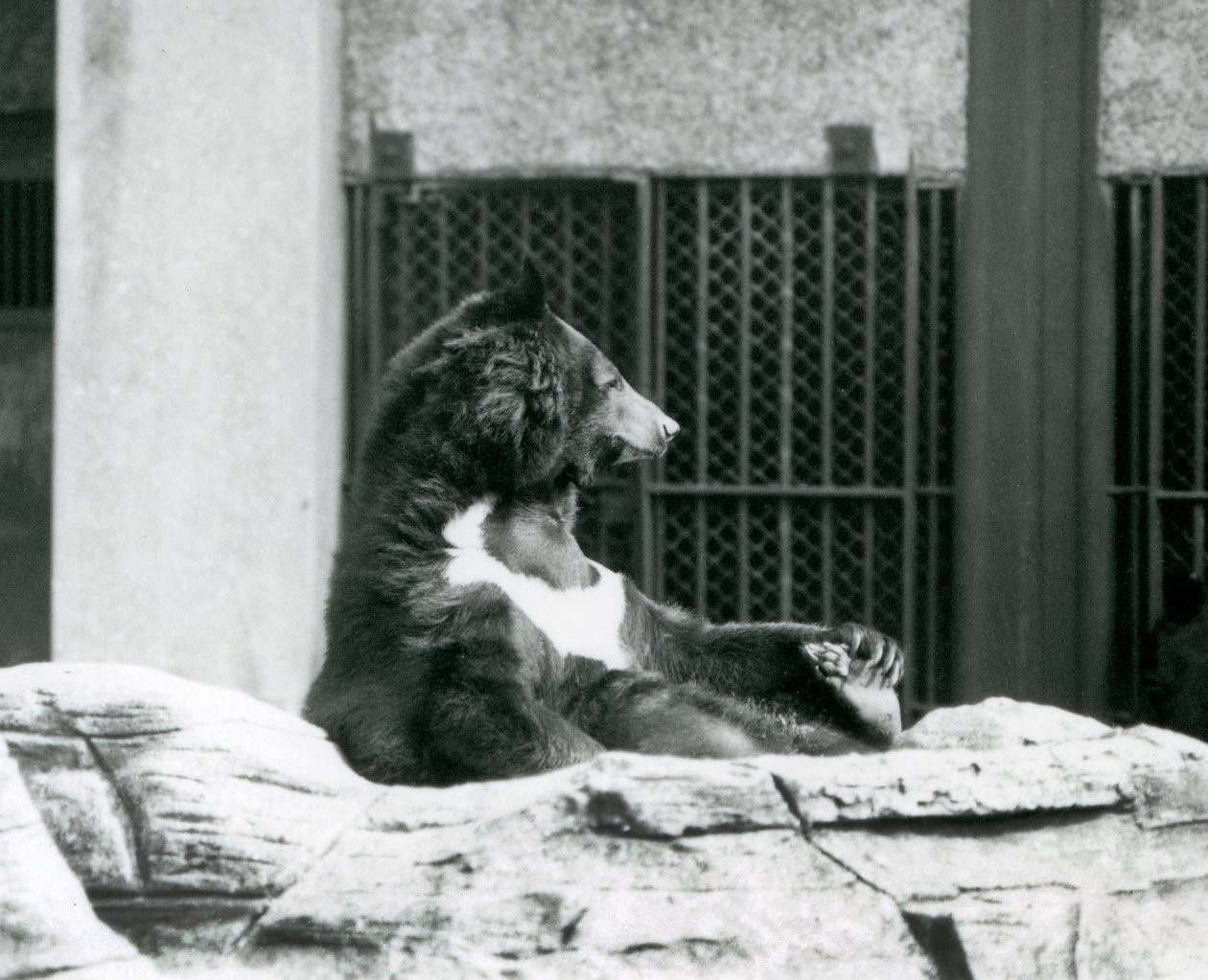 Medvěd himálajský černý sedící na kamenech a držící se za prsty, Londýnská zoo od Frederick William Bond