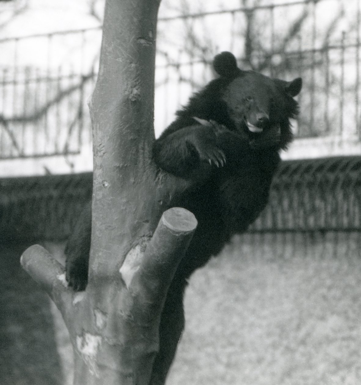 Himálajský medvěd hnědý Isabelline Medvěd Dzu-Teh na stromě v londýnské zoo v roce 1925 od Frederick William Bond