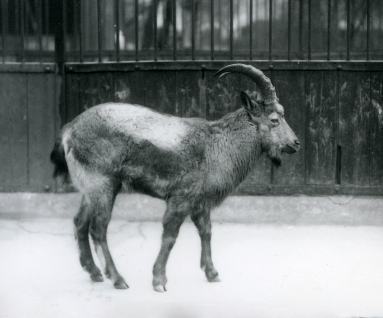 Himálajský kozorožec stojící v londýnské zoo, 1927 od Frederick William Bond