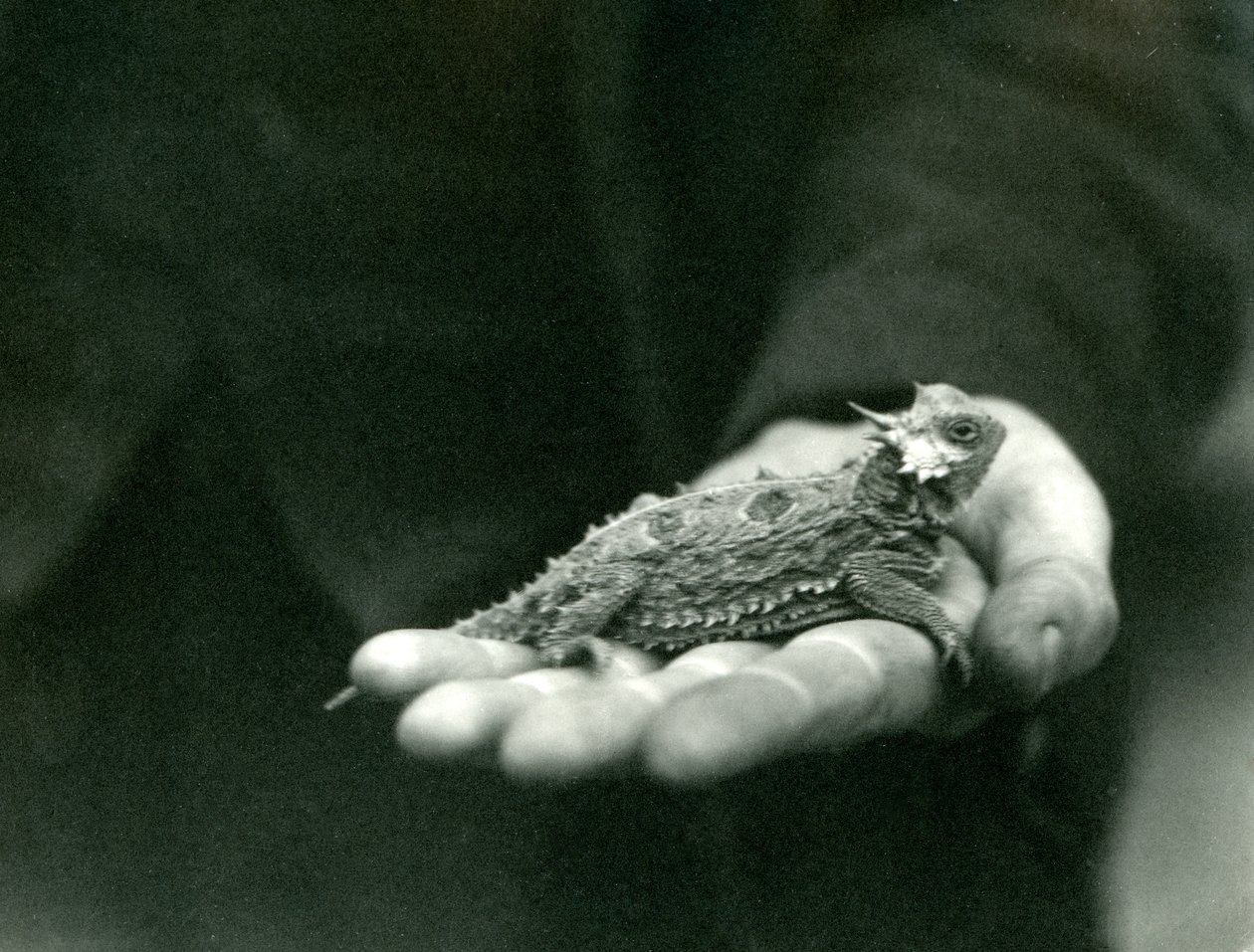 Rohatý ještěr odpočívá v ruce svého chovatele, Londýnská zoo, duben 1923 (černobílá fotografie) od Frederick William Bond