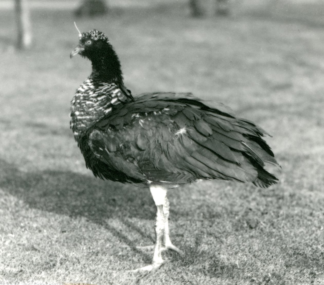 Rohatý Screamer stojící na trávě v londýnské zoo v září 1927 od Frederick William Bond