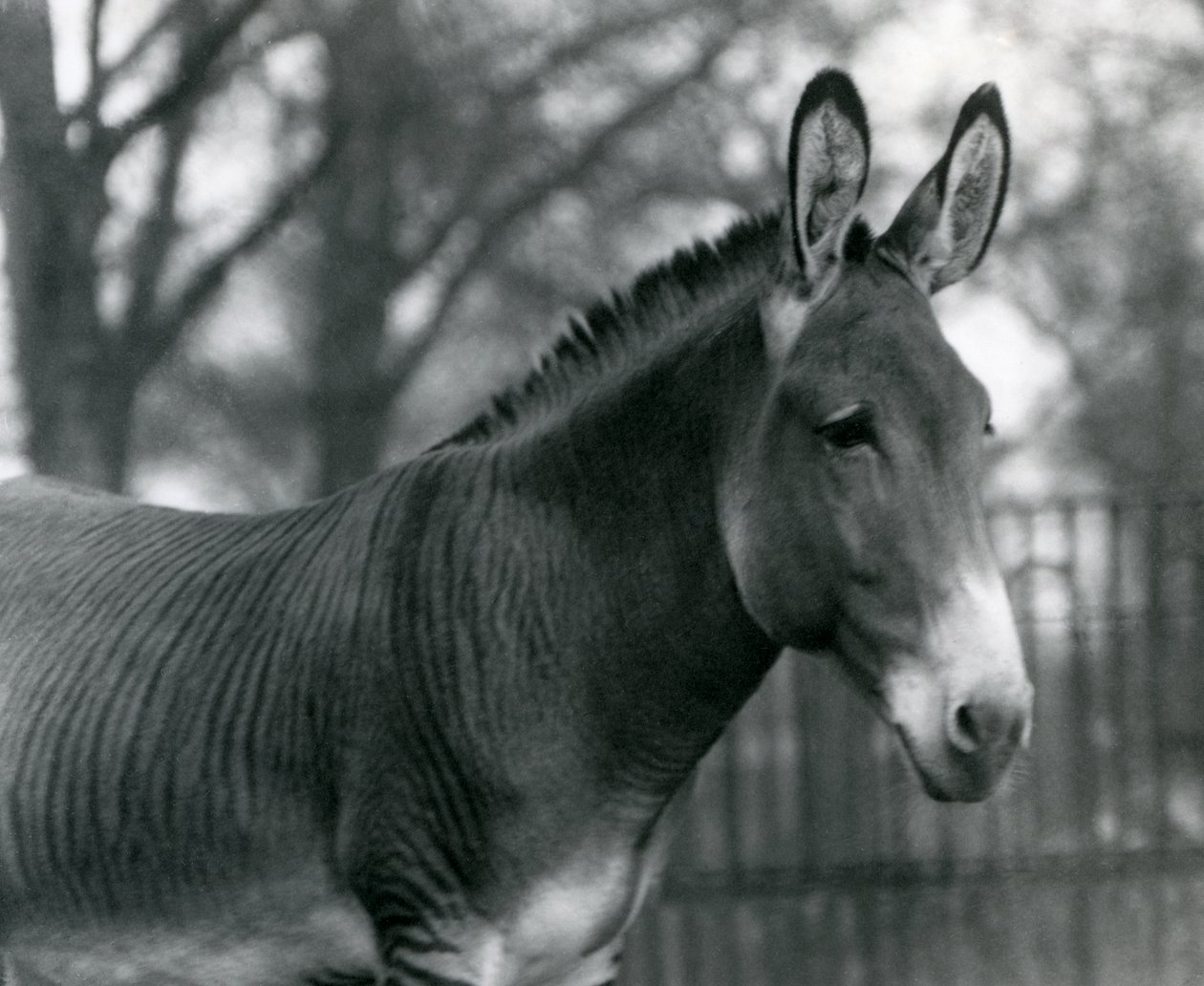 Hybridní zebra v londýnské zoo v červenci 1924 od Frederick William Bond
