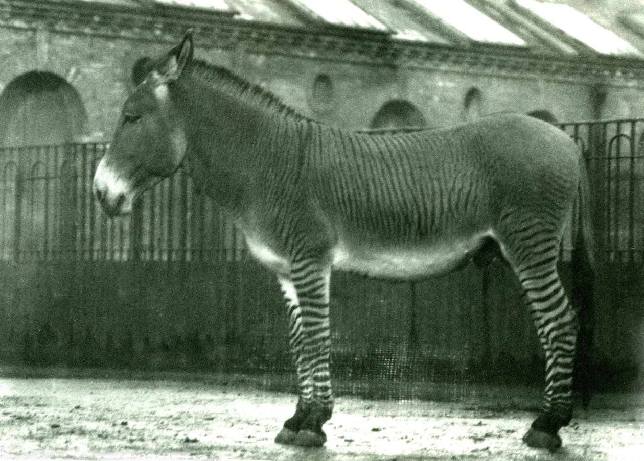 Hybridní zebra ve výběhu v londýnské zoo, 1924 (černobílá fotografie) od Frederick William Bond