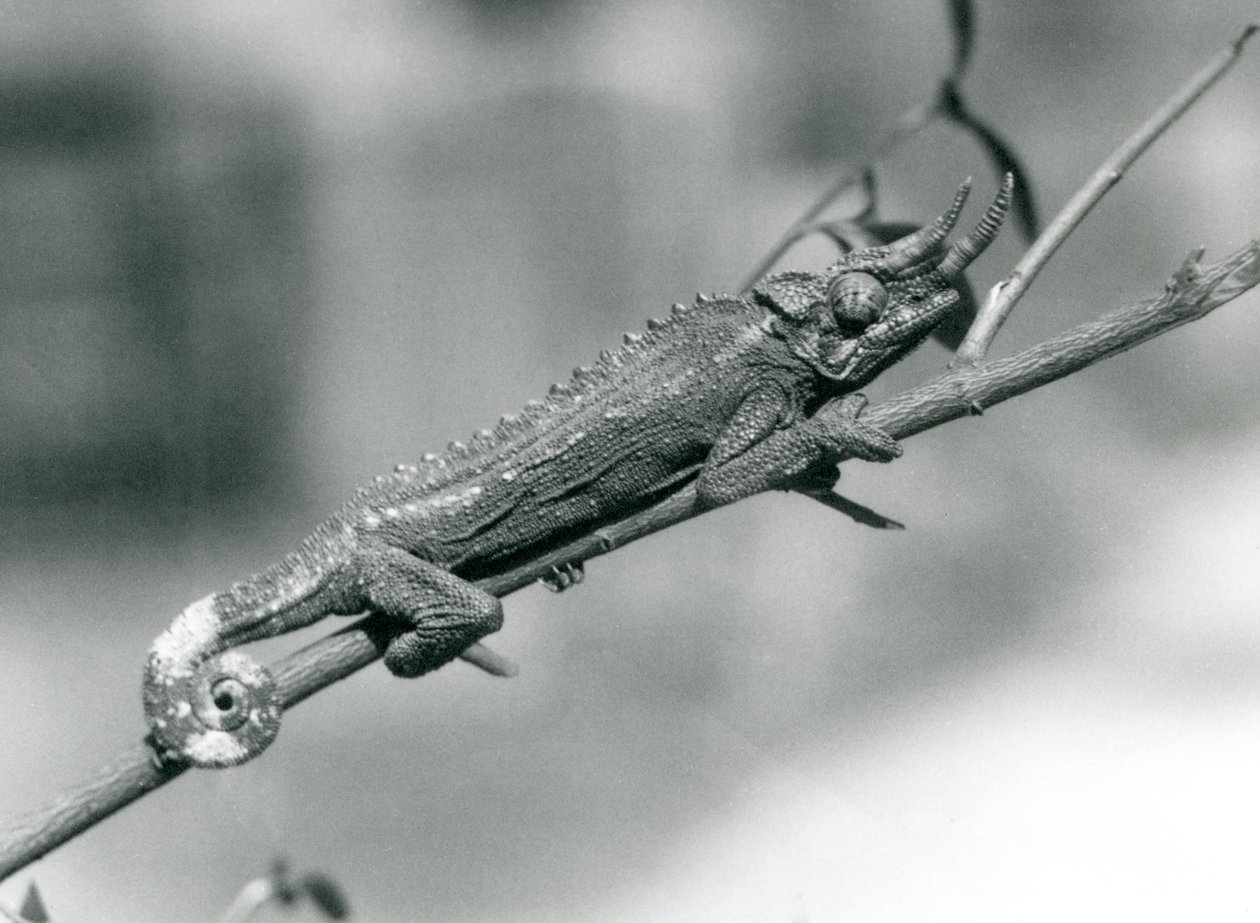Jacksonův chameleon držící se větve, Londýnská zoo, srpen 1926 od Frederick William Bond