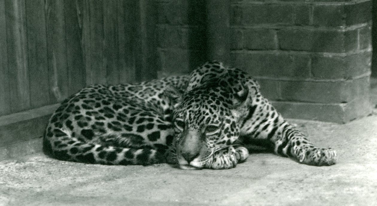 Jaguar odpočívající v londýnské zoo v červnu 1924 od Frederick William Bond