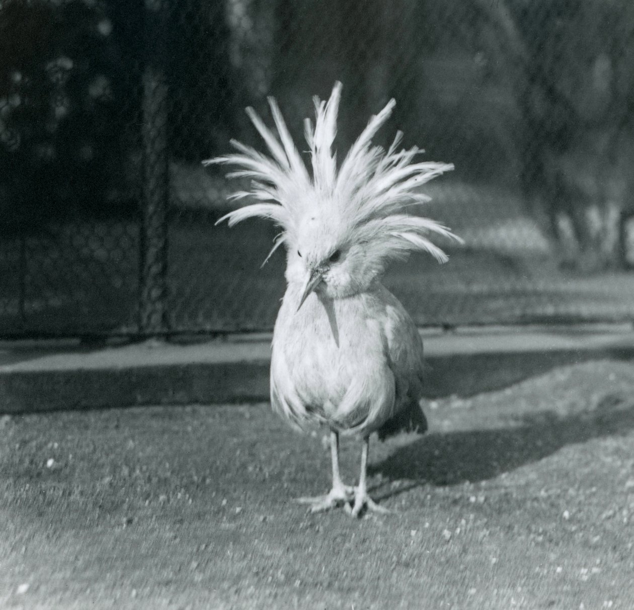 Kagu nebo Cagu vystavující své hřebenové peří v londýnské zoo, červen 1921 od Frederick William Bond