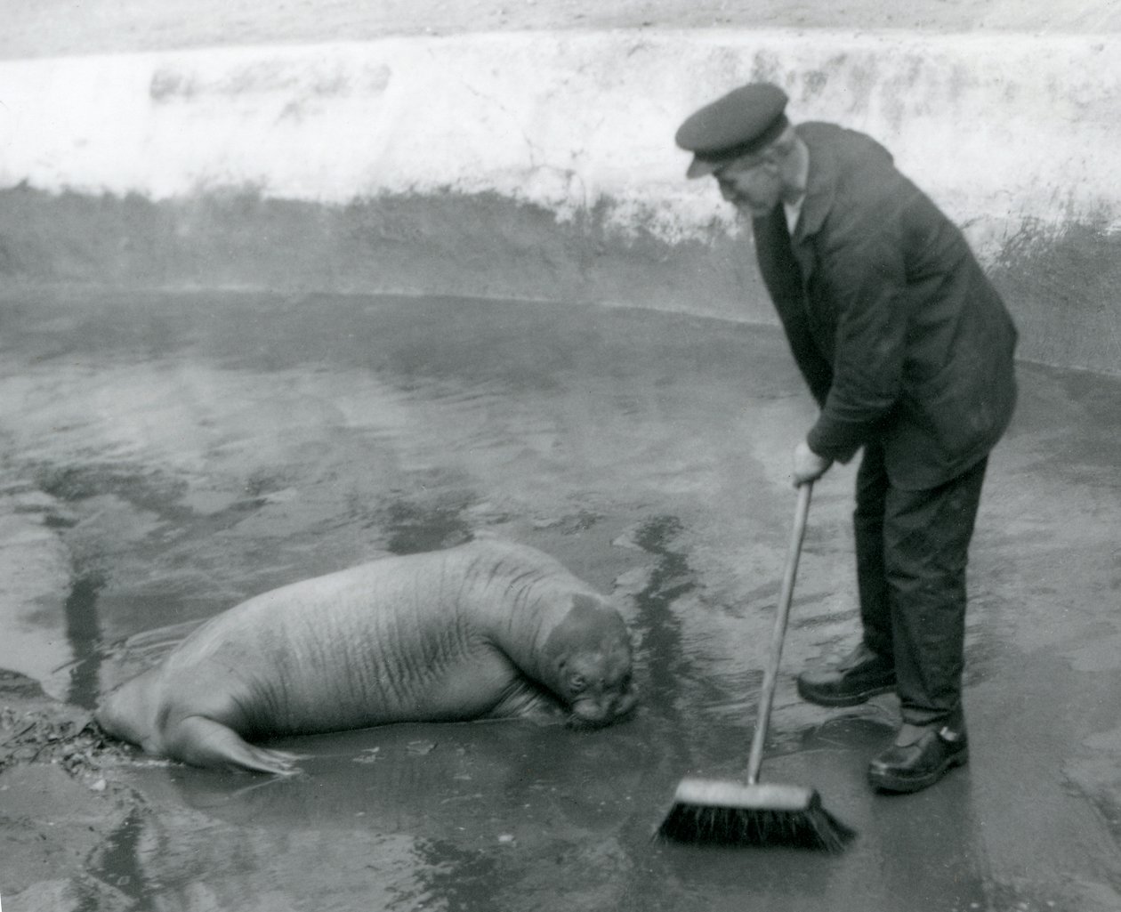 A Keeper zametá mroží bazén, London Zoo, srpen 1924 od Frederick William Bond